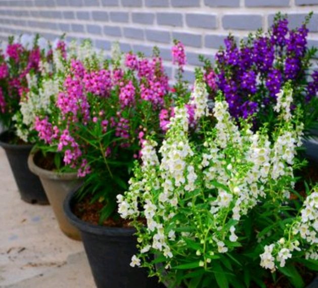 Angelonija- biljka koja cvate čitavo ljeto i ne smeta joj suša