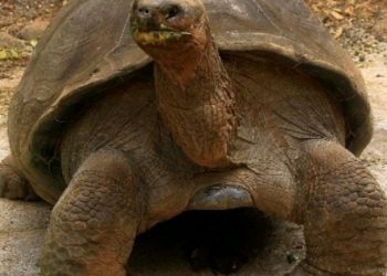 Najstariji stanovnik bečkog ZOO-a, kornjača Schurli uginula u 130.godini života