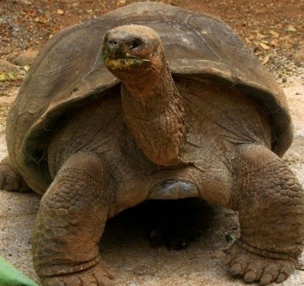 Najstariji stanovnik bečkog ZOO-a, kornjača Schurli uginula u 130.godini života