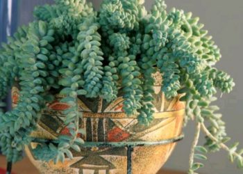 Magareći rep- zanimljiv sukulent koji je idealan za visoke police