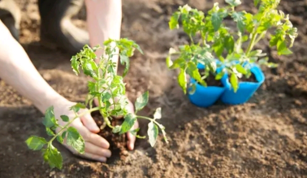 Kako zaštititi biljke od jake kiše i vjetra te spriječiti nastanak gljivica