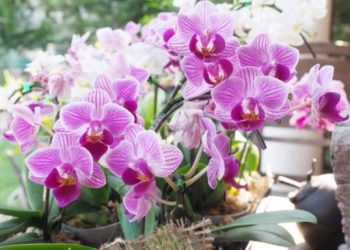 Otopina s korom banane može pomoći u produljenju životnog vijeka orhideje