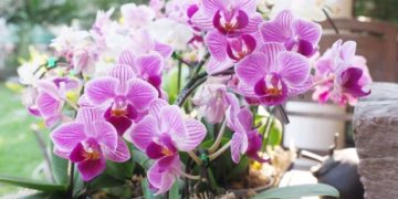 Otopina s korom banane može pomoći u produljenju životnog vijeka orhideje