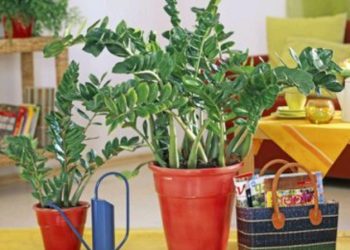 Upoznajte zanimljivu biljku zamiju