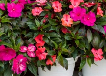 Upoznajte biljku vodeniku