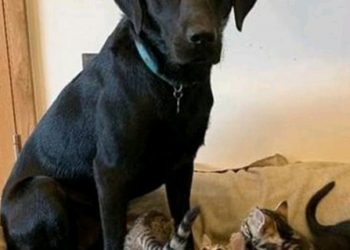 Labrador prihvatio mačiće siročiće i odgojio ih kao da im je otac