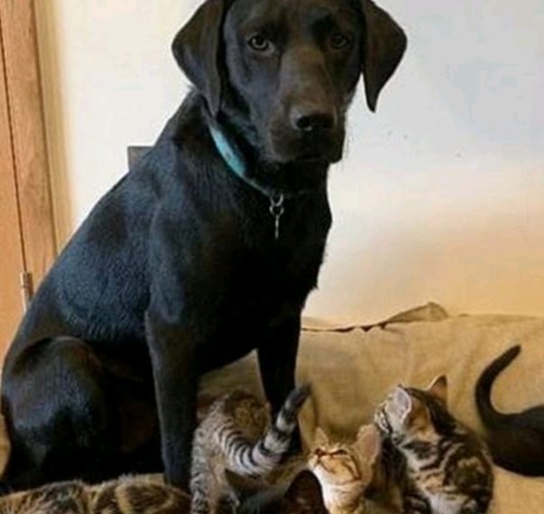 Labrador prihvatio mačiće siročiće i odgojio ih kao da im je otac