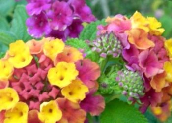 Biljka lantana camara- savjeti za uzgoj