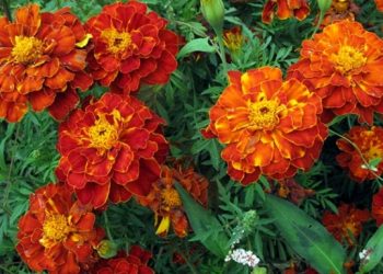 Niska kadifica-ljetna biljka jednostavna za uzgoj