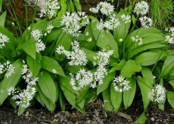 Medvjeđi luk- zanimljiva, jestiva i izuzetno korisna biljka