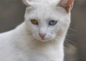 “David Bowie maca”- na Visu pažnju ukrala maca s neobičnom bojom očiju