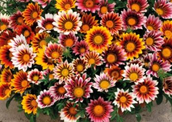 Gazanija- ljetna biljka hipnotizirajuće ljepote