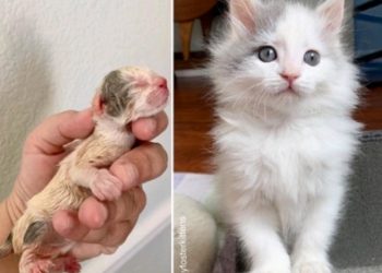 U dvorištu pronađeno bespomoćno mače koje se kasnije pokazalo pravim herojem