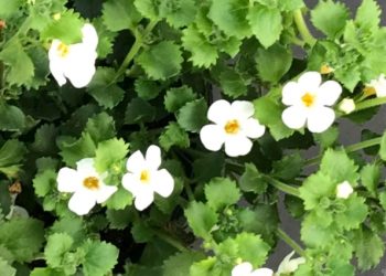 Bacopa- biljka s nevjerojatno korisnim svojstvima