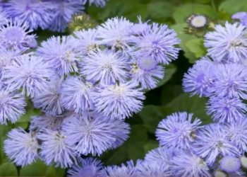 Mirisna kunica- trajnica koja voli jako sunce