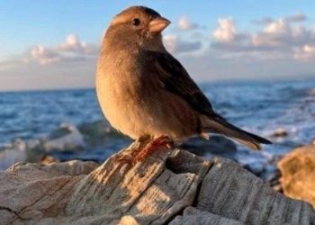 Spasili tek rođenog vrapca; danas živi s njima i ne želi natrag u prirodu