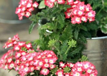 Verbena- biljka čarobne ljepote koja dobro podnosi vrućine i sušu