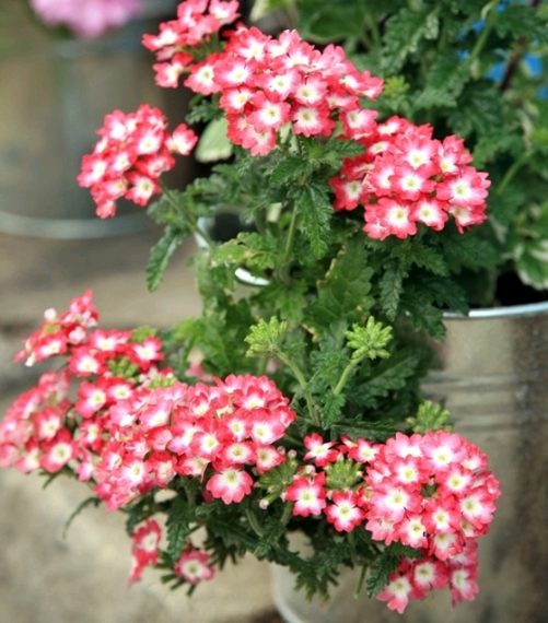 Verbena- biljka čarobne ljepote koja dobro podnosi vrućine i sušu