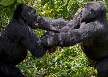 Znanstvenici zaprepašteni: Čimpanze i gorile započele rat u divljini
