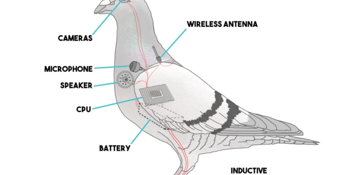 Ludilo preuzima svijet….šire teorije da su ptice dronovi a prave su izumrle???