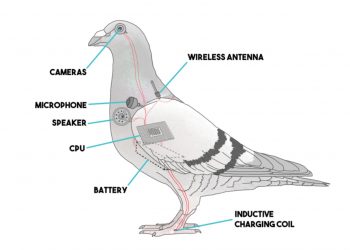 Ludilo preuzima svijet….šire teorije da su ptice dronovi a prave su izumrle???