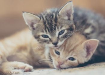 Ta divna stvorenja: Šest razloga zbog kojih ćete odmah poželjeti mačku!