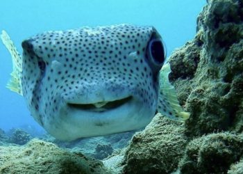 Ronioc se sprijateljio s nasmijanom ribom, snimak njihovog susreta postao hit!