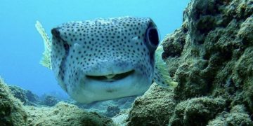 Ronioc se sprijateljio s nasmijanom ribom, snimak njihovog susreta postao hit!