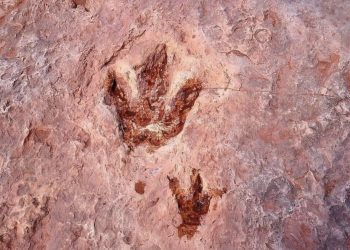 Najbolje očuvani otisci stopala dinosaura nalaze se u Arizoni!