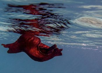 U moru Vele Luke uočila životinju koju nikad nije vidjela!