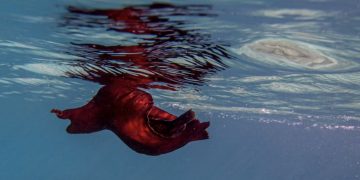 U moru Vele Luke uočila životinju koju nikad nije vidjela!