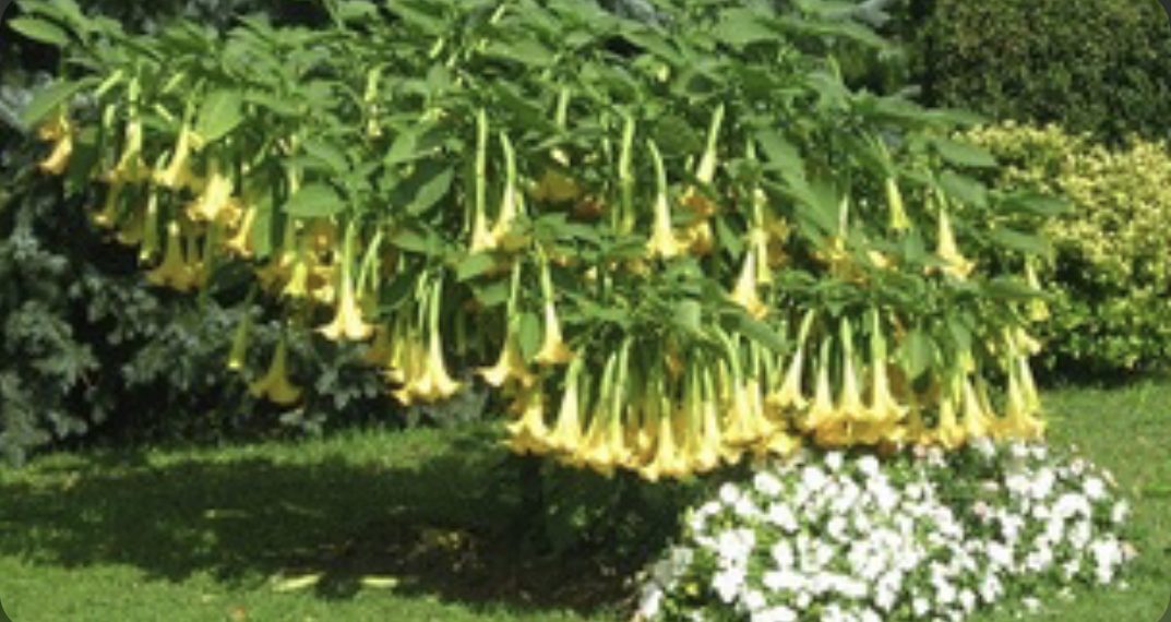 Anđeoska trublja- ljetna biljka neobično lijepih cvjetova i neobično opojnog mirisa