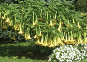 Anđeoska trublja- ljetna biljka neobično lijepih cvjetova i neobično opojnog mirisa