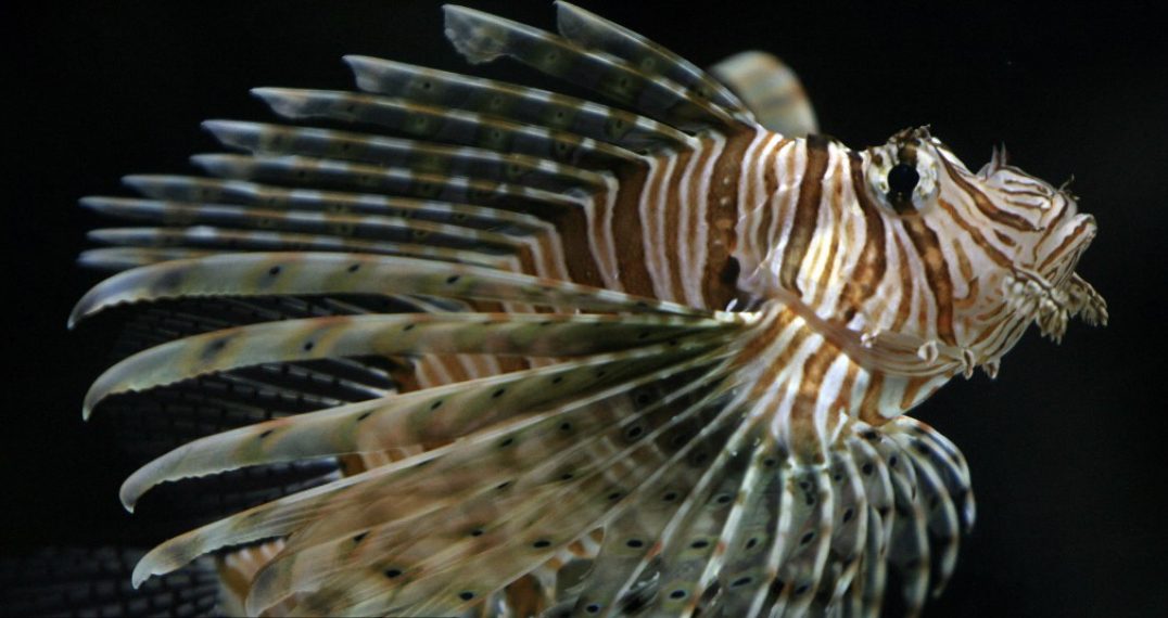 Kod Komiže snimljena riba paun. Predator koji uništava skoro sve oko sebe!