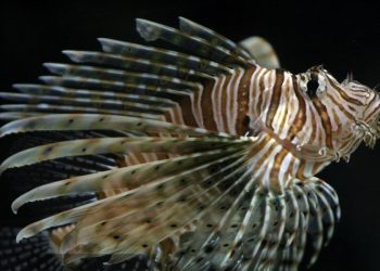 Kod Komiže snimljena riba paun. Predator koji uništava skoro sve oko sebe!