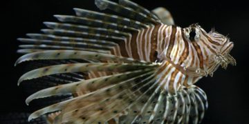 Kod Komiže snimljena riba paun. Predator koji uništava skoro sve oko sebe!