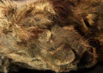 Savršeno očuvano mladunče pećinskog lava staro 28 tisuća godina pronađeno u Sibiru!