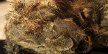 Savršeno očuvano mladunče pećinskog lava staro 28 tisuća godina pronađeno u Sibiru!