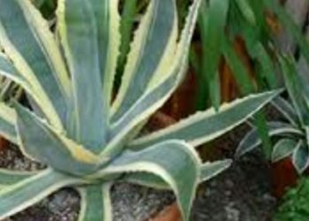 Agava-biljka koja voli jako sunce