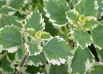 Kako uzgojiti tamjan