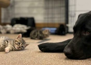 Labrador retriver preuzeo brigu o sedam napuštenih mačića