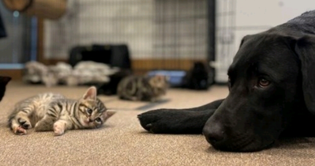 Labrador retriver preuzeo brigu o sedam napuštenih mačića