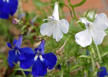 Savjeti za uzgoj biljke lobelije