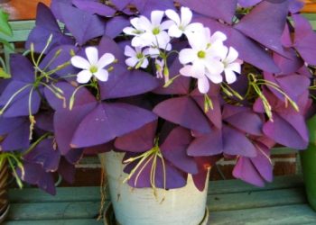 Želite li imati neku posebnu biljku, ukrasna djetelina pravi je izbor