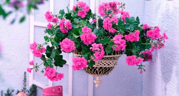 Pravila za sadnju viseće pelargonije