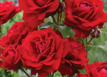 Ruža poliante- karakteristike i uzgoj