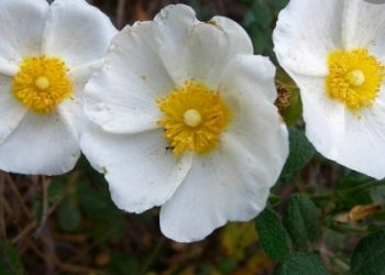 Upoznajte biljku bijeli bušin