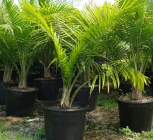 Bambus palma- odličan pročišćivač zraka