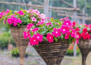 Vinka- cvjetna krasotica koja traži samo vodu