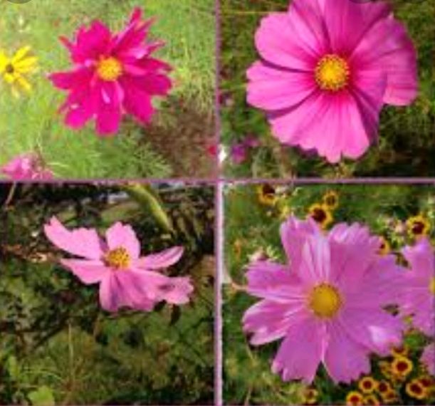 Uresnica cvijet- savjeti za uzgoj